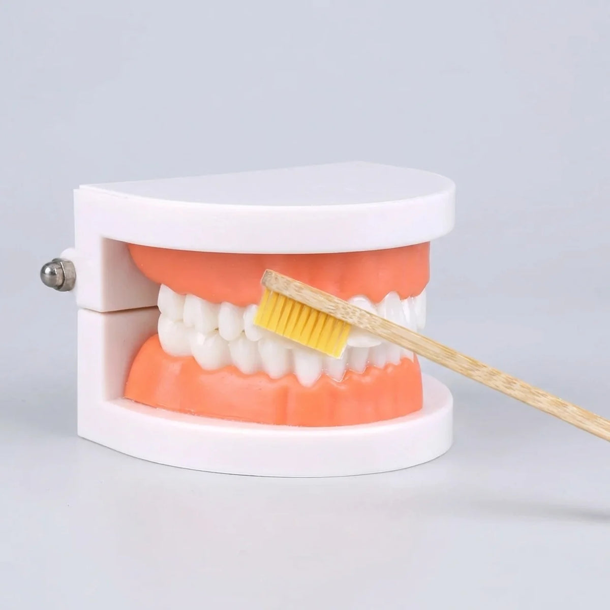 Kids Dental Care Teaching Model
