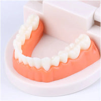 Kids Dental Care Teaching Model