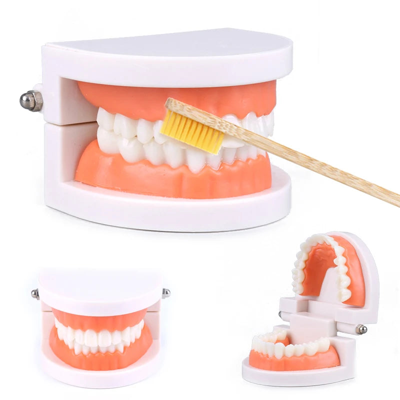 Kids Dental Care Teaching Model