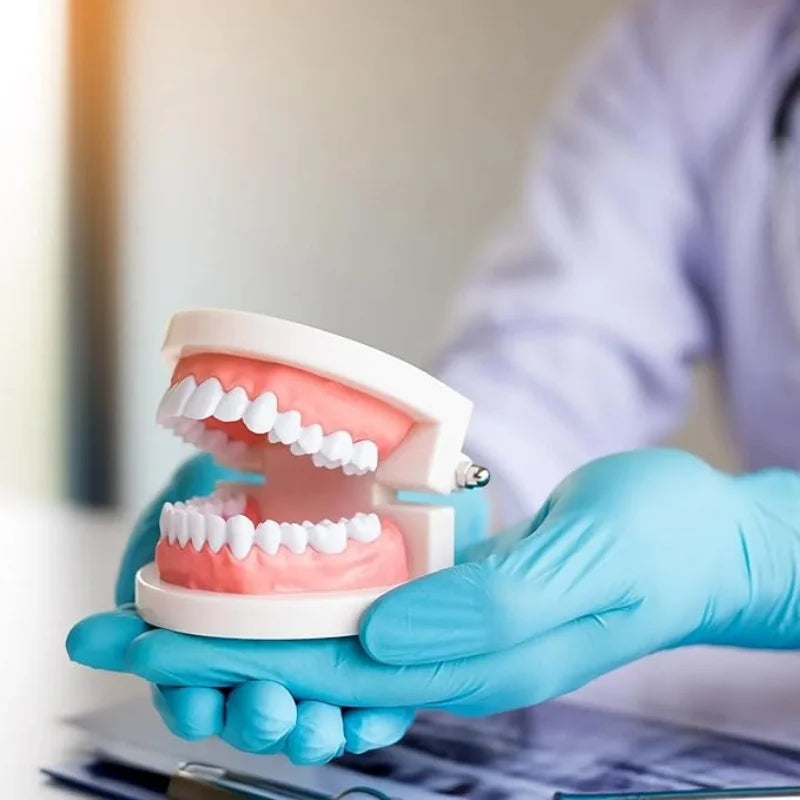 Kids Dental Care Teaching Model