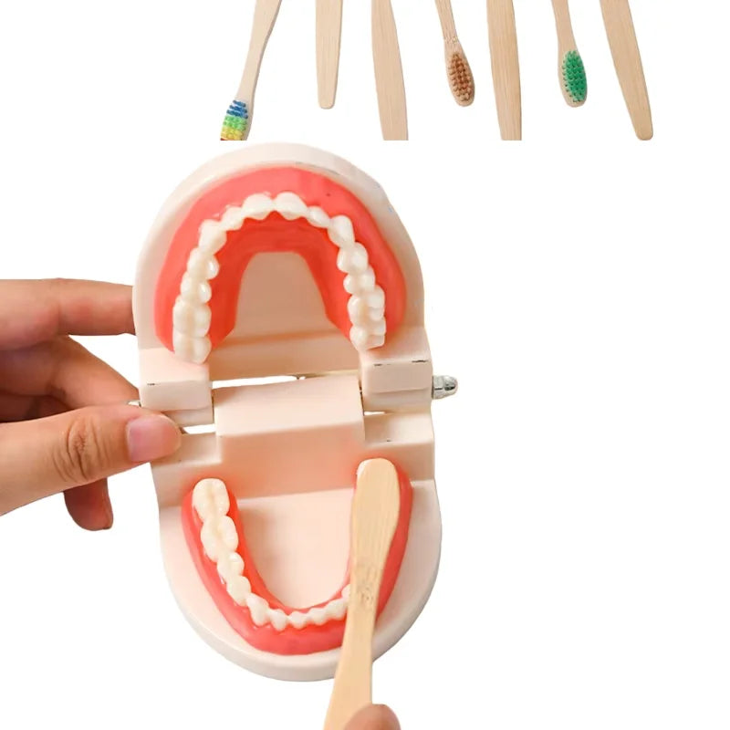 Kids Dental Care Teaching Model
