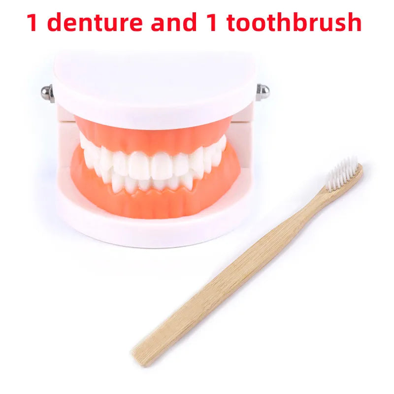 Kids Dental Care Teaching Model