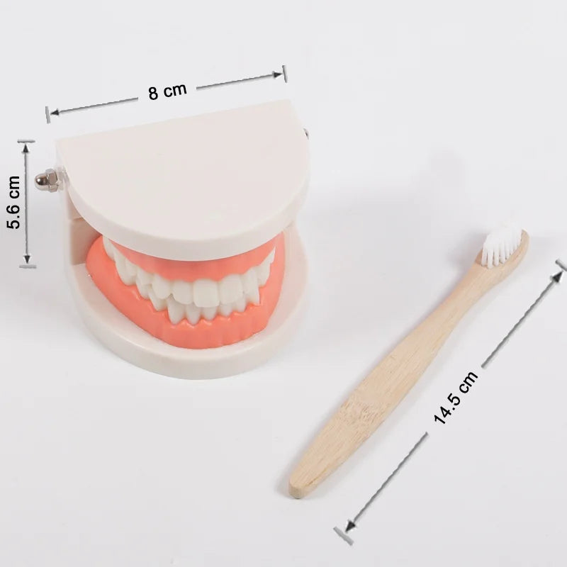 Kids Dental Care Teaching Model