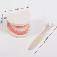 Kids Dental Care Teaching Model